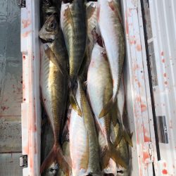 フィッシング キッタカ 釣果