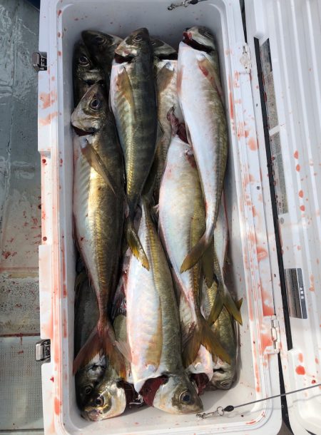 フィッシング キッタカ 釣果