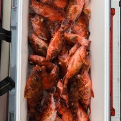 フィッシング キッタカ 釣果