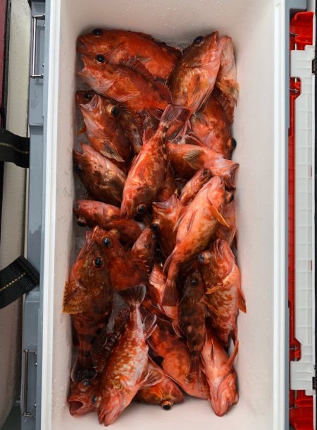 フィッシング キッタカ 釣果