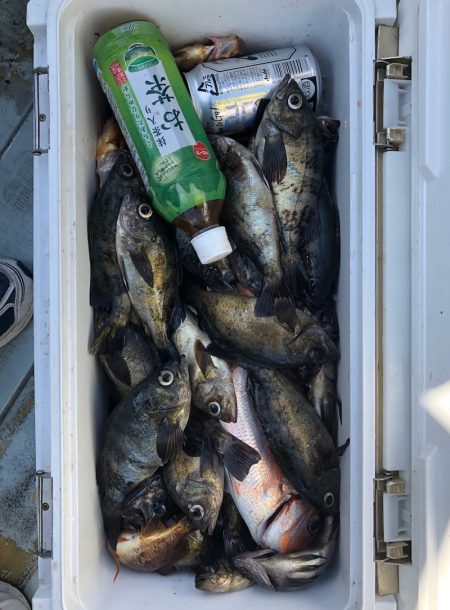 フィッシング キッタカ 釣果