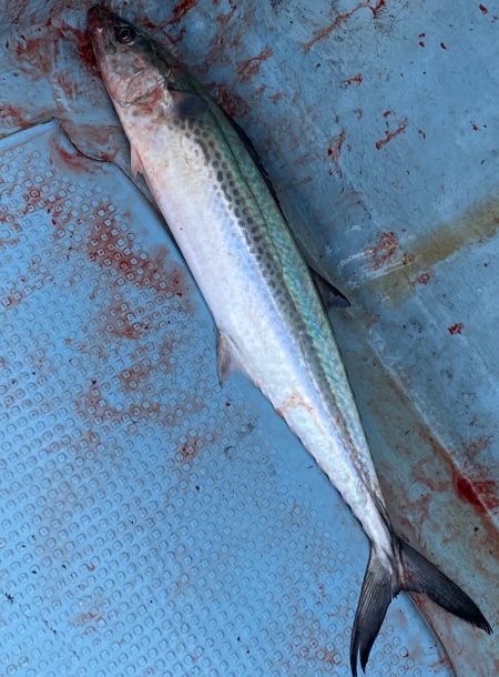 あみや渡船 JIGBOY 釣果