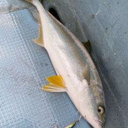 あみや渡船 JIGBOY 釣果