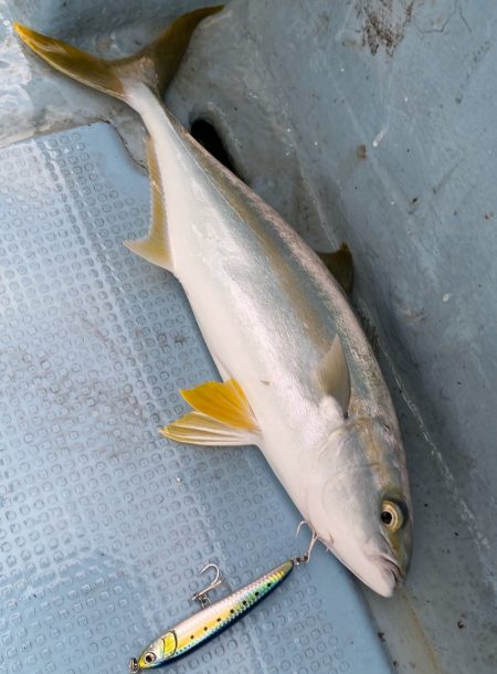 あみや渡船 JIGBOY 釣果