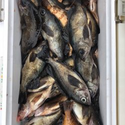 フィッシング キッタカ 釣果