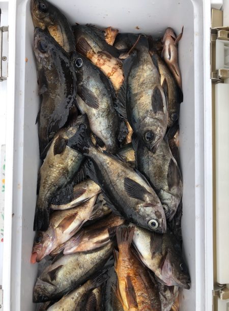 フィッシング　キッタカ 釣果