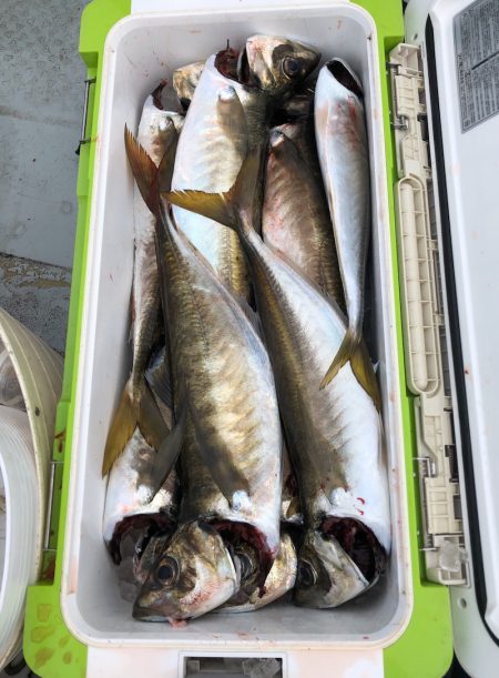 フィッシング　キッタカ 釣果