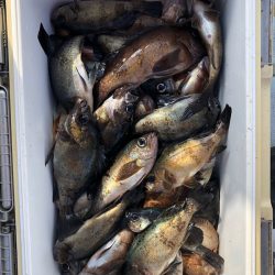 フィッシング キッタカ 釣果