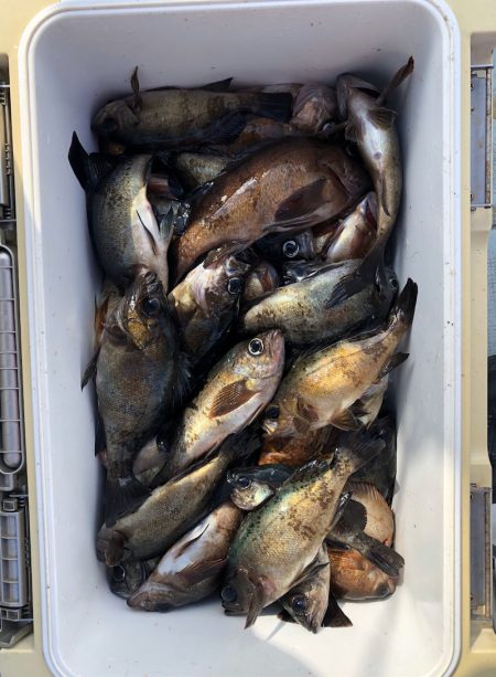 フィッシング キッタカ 釣果