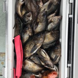 フィッシング キッタカ 釣果