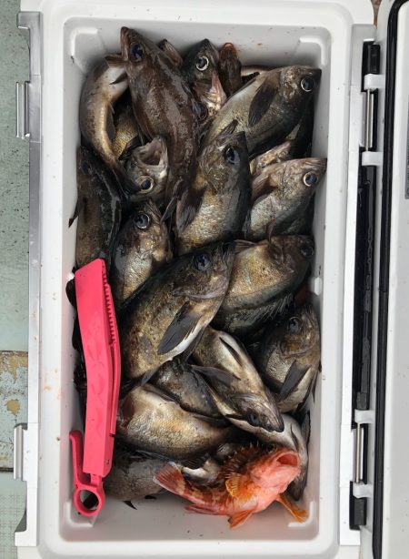 フィッシング キッタカ 釣果