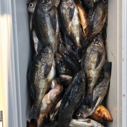 フィッシング キッタカ 釣果