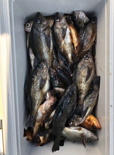 フィッシング キッタカ 釣果