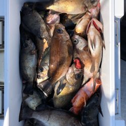 フィッシング キッタカ 釣果