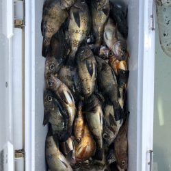 フィッシング キッタカ 釣果