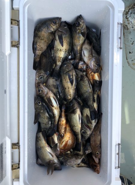 フィッシング キッタカ 釣果