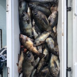 フィッシング キッタカ 釣果