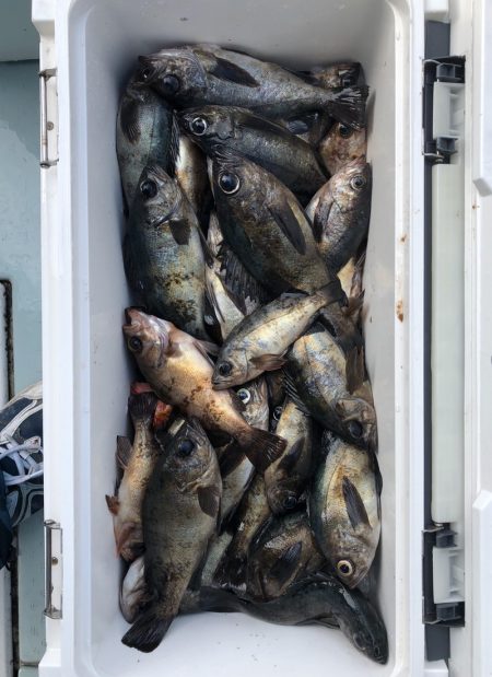 フィッシング キッタカ 釣果