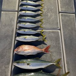 SeaRide(シーライド) 釣果