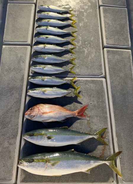 SeaRide(シーライド) 釣果