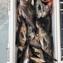 フィッシング キッタカ 釣果