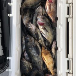 フィッシング キッタカ 釣果