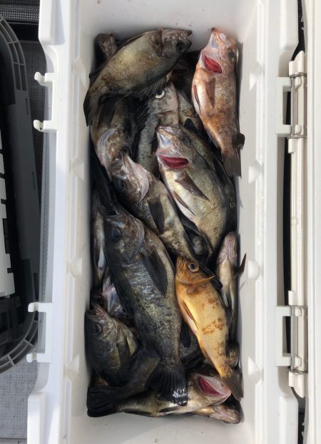 フィッシング キッタカ 釣果