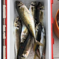 フィッシング キッタカ 釣果