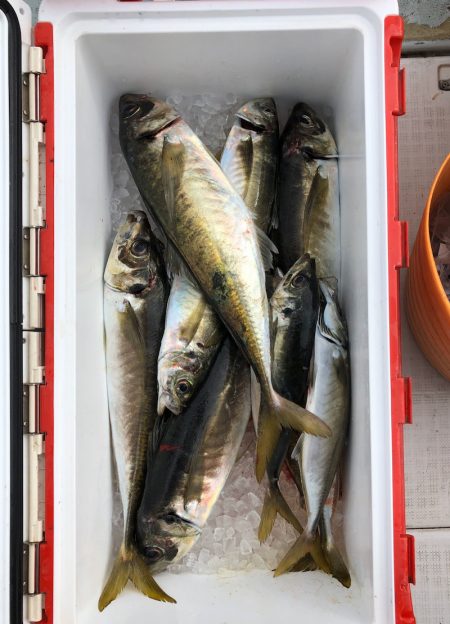 フィッシング　キッタカ 釣果