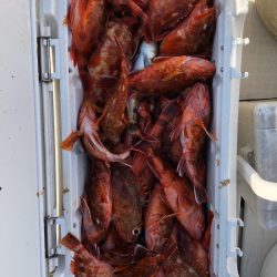 フィッシング　キッタカ 釣果