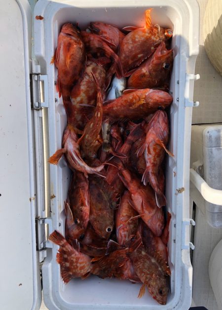 フィッシング　キッタカ 釣果