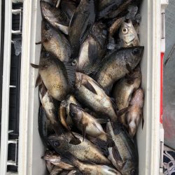 フィッシング キッタカ 釣果