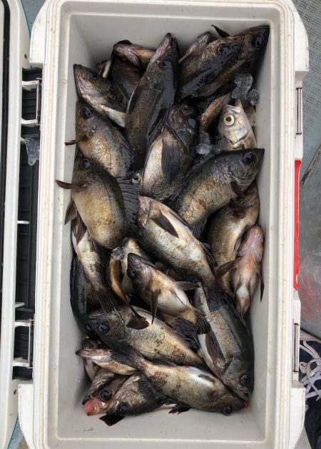 フィッシング キッタカ 釣果