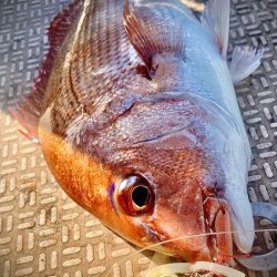 龍神丸(鹿児島) 釣果