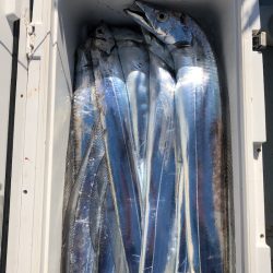 フィッシング　キッタカ 釣果