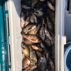 フィッシング キッタカ 釣果