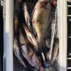 フィッシング キッタカ 釣果