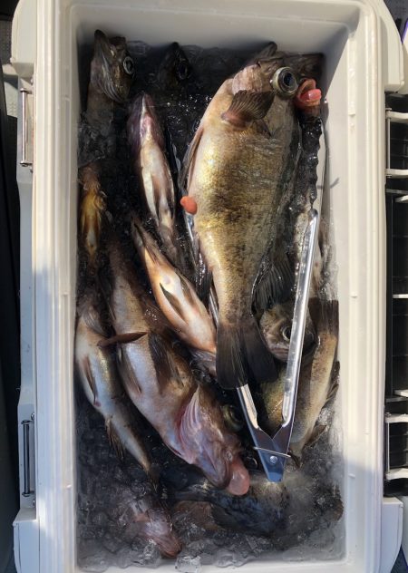 フィッシング キッタカ 釣果