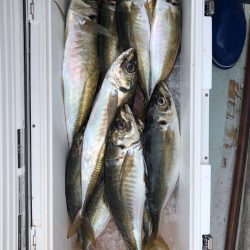 フィッシング キッタカ 釣果