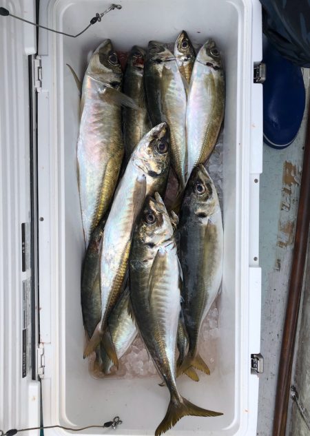 フィッシング キッタカ 釣果