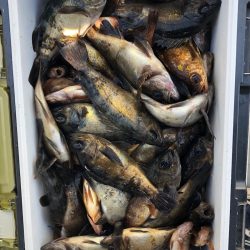 フィッシング キッタカ 釣果