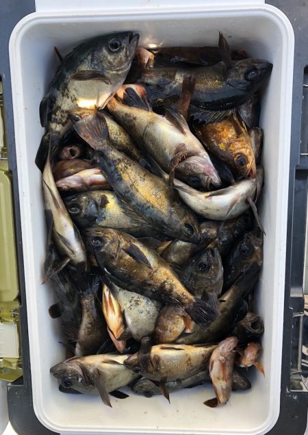 フィッシング キッタカ 釣果