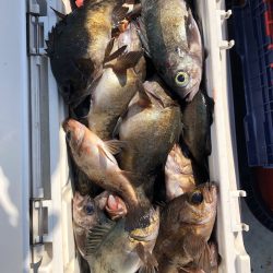 フィッシング キッタカ 釣果