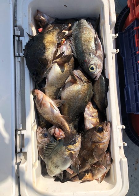 フィッシング キッタカ 釣果