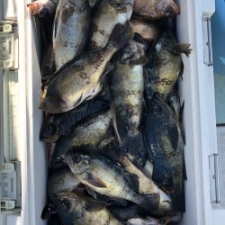 フィッシング キッタカ 釣果