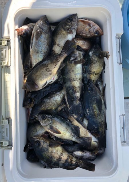 フィッシング キッタカ 釣果