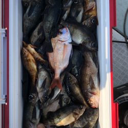 フィッシング キッタカ 釣果