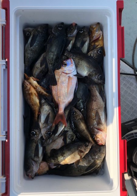 フィッシング キッタカ 釣果