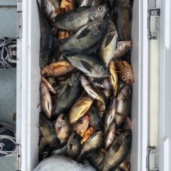 フィッシング キッタカ 釣果