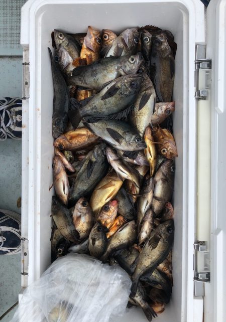 フィッシング キッタカ 釣果